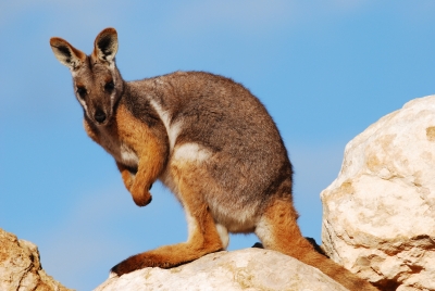 Klokan žlutonohý v australské Monarto Zoo